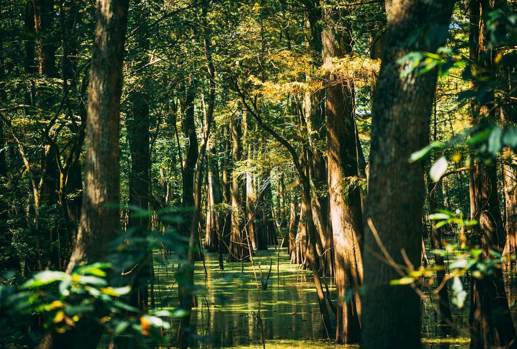 Mississippi bayou